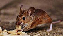 24 Hour & Emergency Exterminators in North Lewisburg, OH